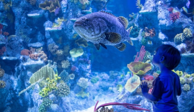 Child looking at fish in aquarium